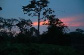 Amazon Jungle