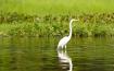 Heron in the Water