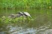 Turtles